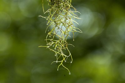 Rain Drops on Spanish Moss