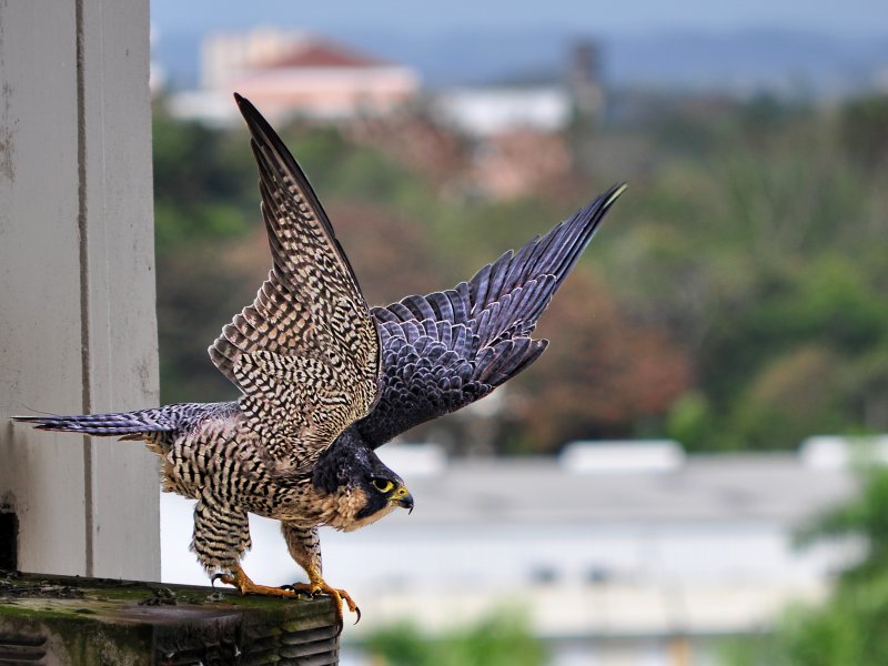 A falcon lost in the city