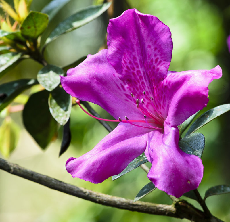 Azalea