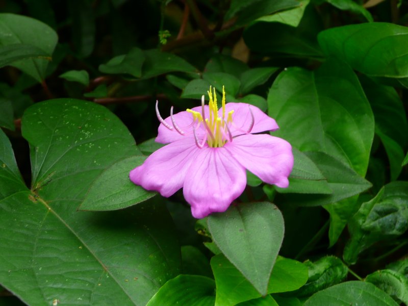 Dissotis rotundifolia