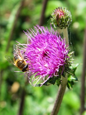 A busy bee on a thistle