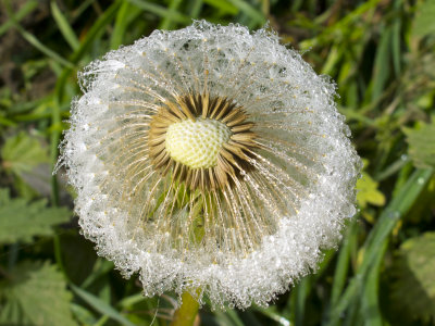 Frosted dandelion