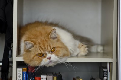 On his nesting shelf