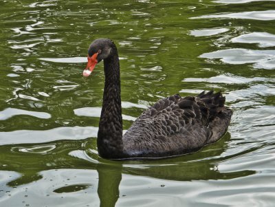 Black swan