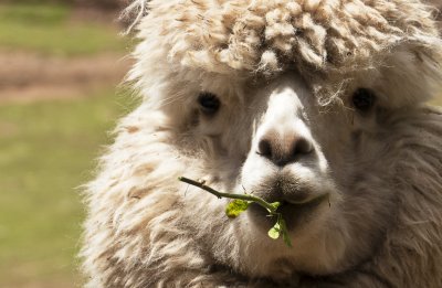 Baby Alpaca pacifier