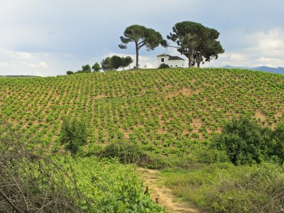 Bierzo vineyard