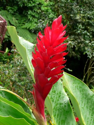 Gengibre de jardin, Red ginger (Alpina purpurata)