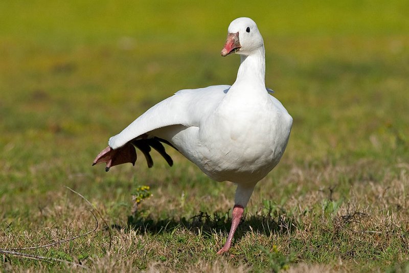 2/21/2011  Goose at Lake Cunningham