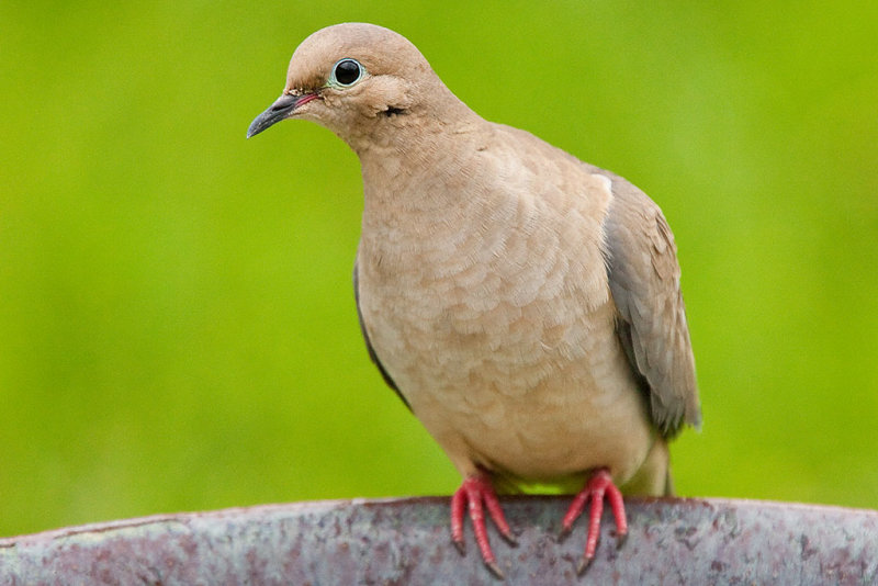 2/24/2011  Mourning Dove