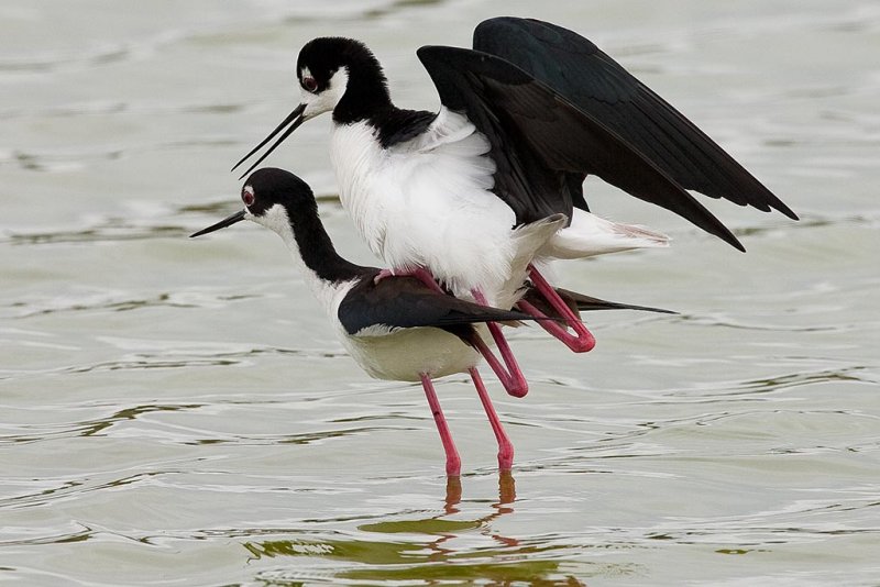 3/14/2011  Mating stilts