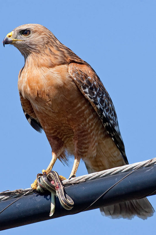 3/30/2011  Red-shouldered Hawk with snake lunch