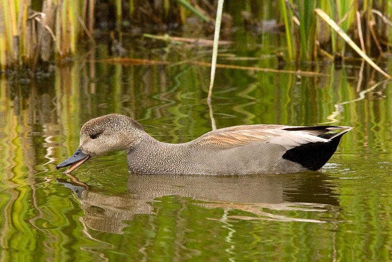 4/23/2011 Gadwall Duck