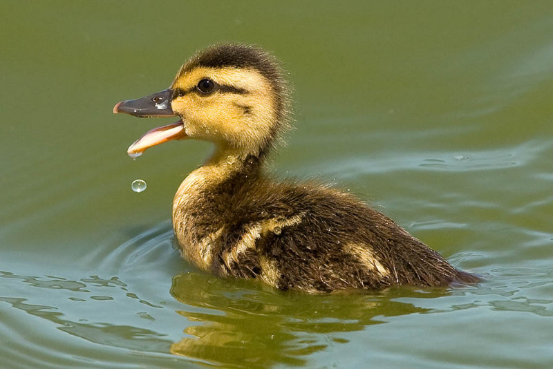 5/2/2011  Baby duck
