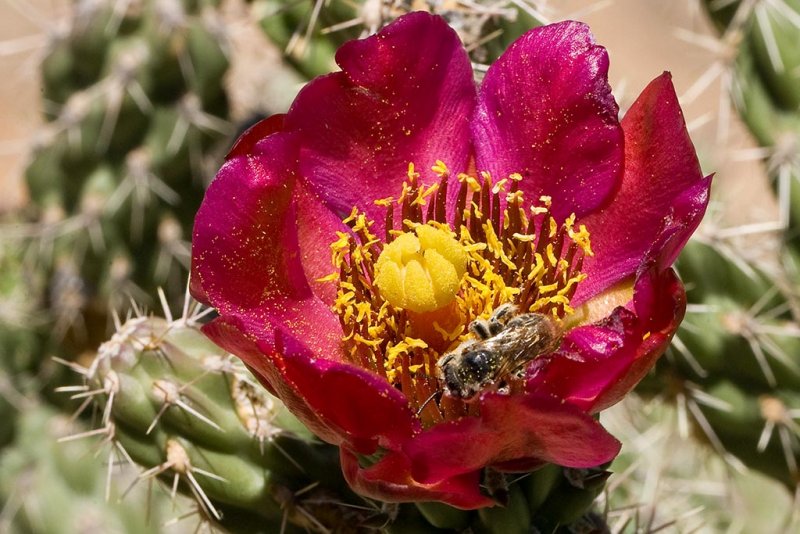 5/13/2011  Cactus flower and bee