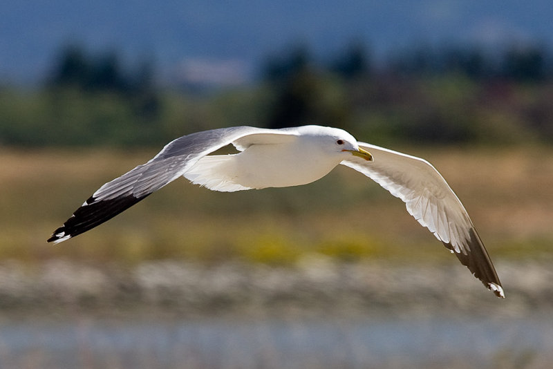 5/26/2011  Seagull