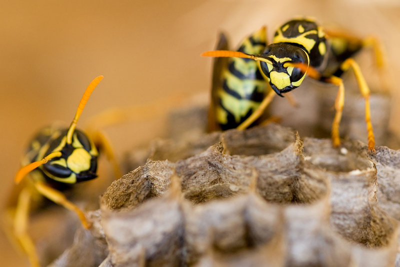 5/30/2011  Wasp nest