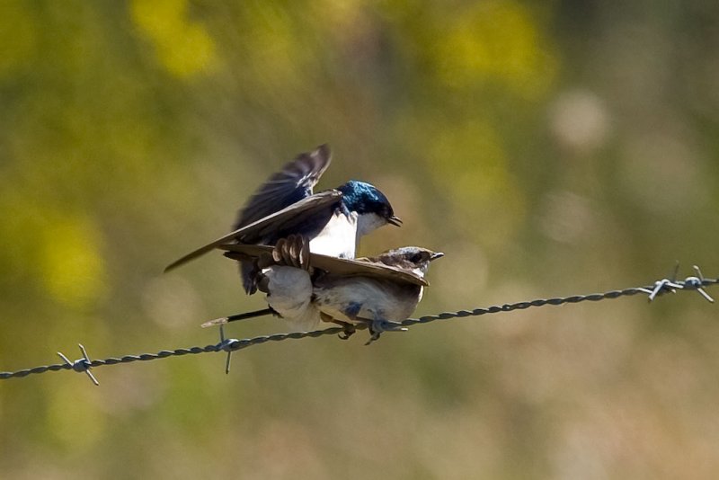 6/14/2011  Swallows mating