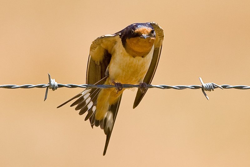 6/27/2011 Swallow