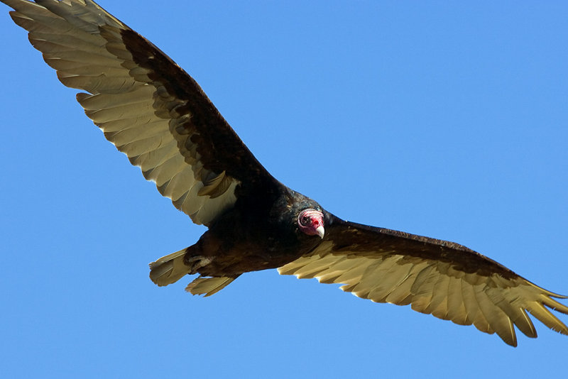 7/12/2011  Turkey Vulture