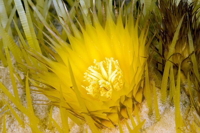 7/16/2011  Flower of Echinocactus grusonii (Golden Barrel Cactus)