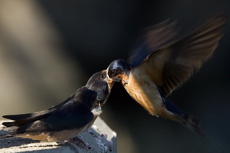 7/26/2011 Swallow feeding baby