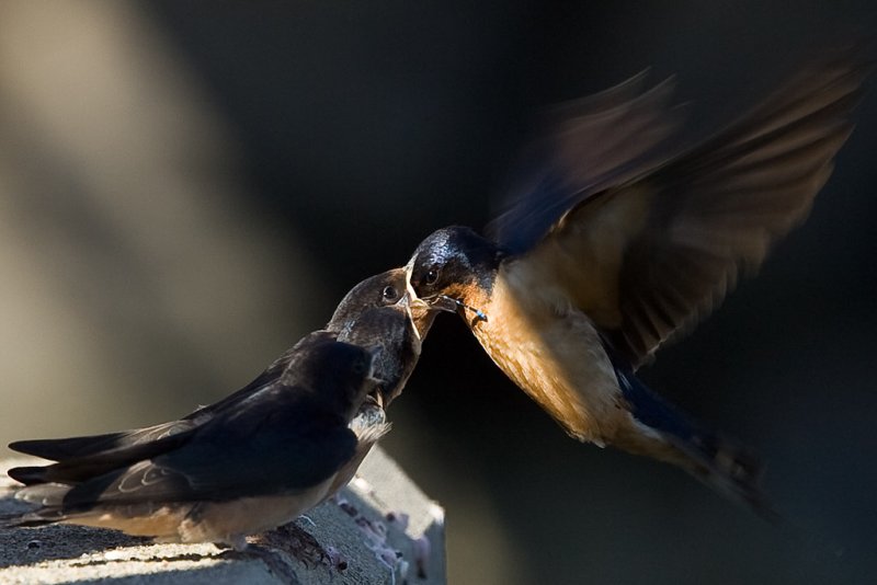 7/26/2011  Swallow feeding baby