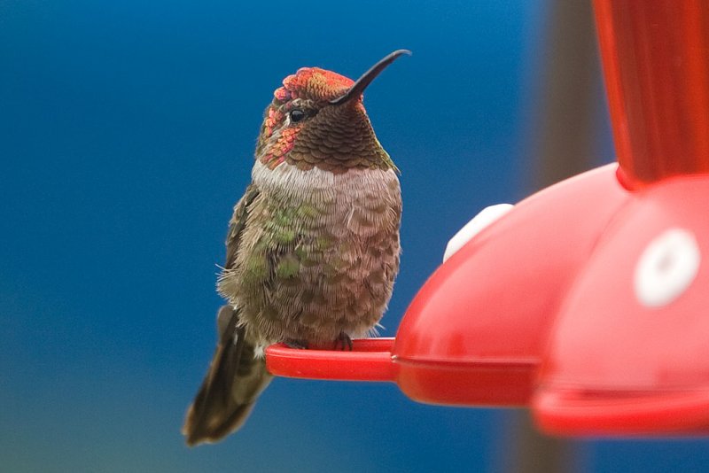 8/4/2011  Hummingbird