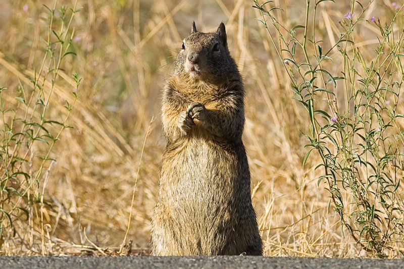 9/23/2011  Upstanding squirrel