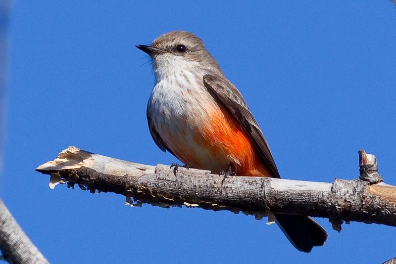 11/30/2011 Juvenile Vermillion Flycatcher