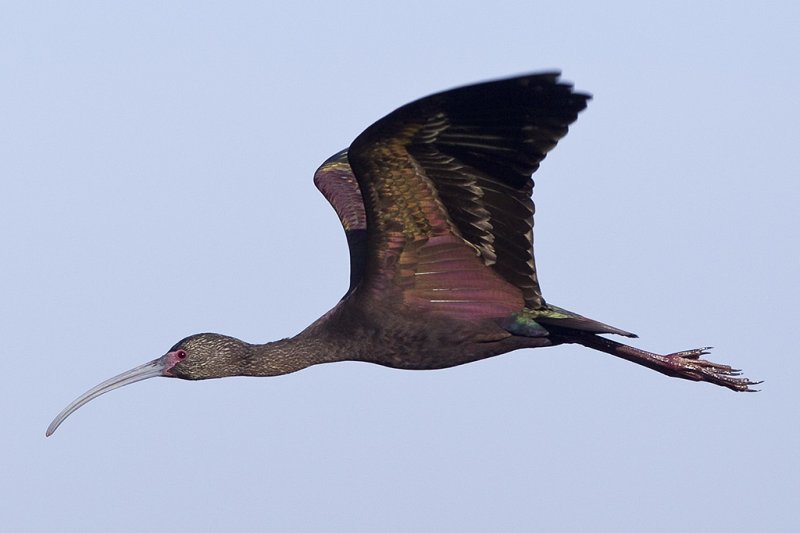 12/25/2011 Ibis