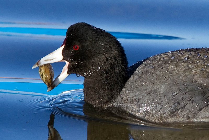 1/1/2012  Coot with clam