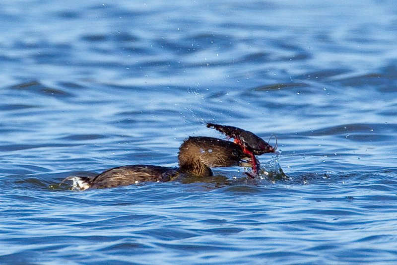 1/28/2012  Grebe trying to eat a crawfish
