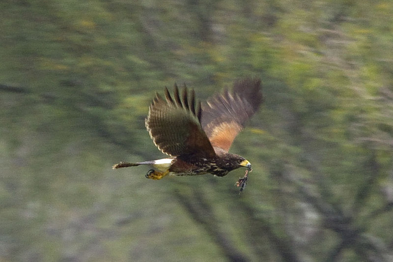2/12/2012  Harriss Hawk with the leg of a coot