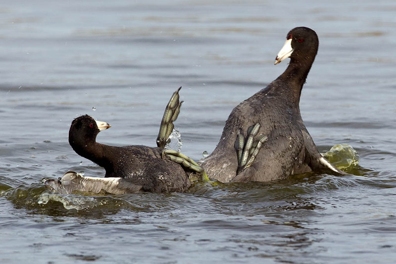 2/20/2012  Fighting coots