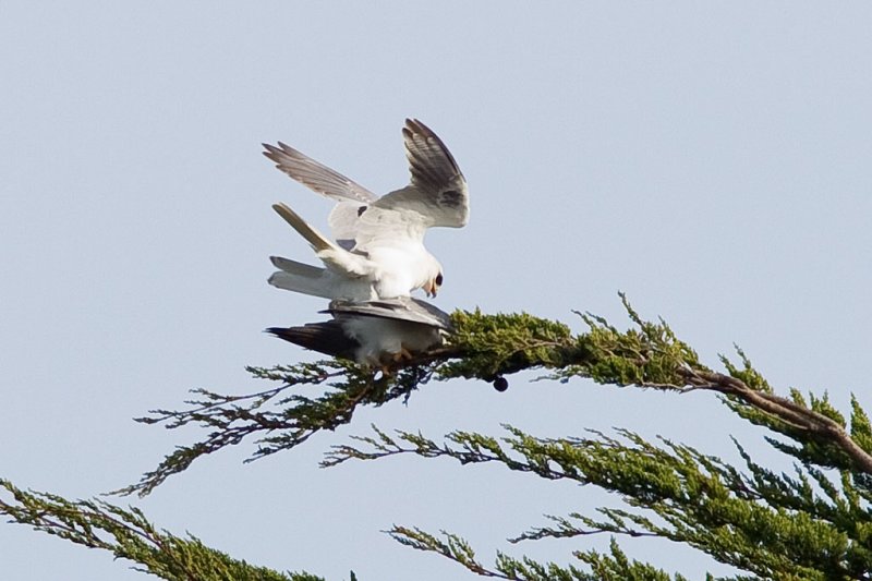 3/12/2012  Mating Kites