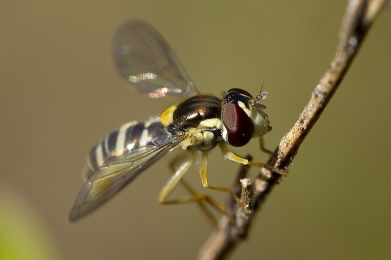 4/17/2012  Hover fly