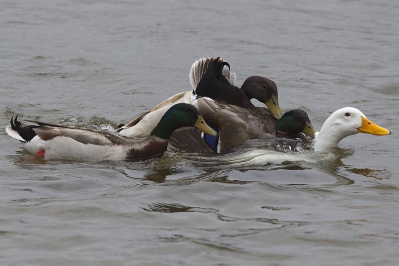 Duck orgy