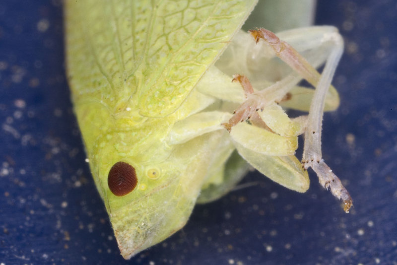 5/18/2012  Dead leafhopper