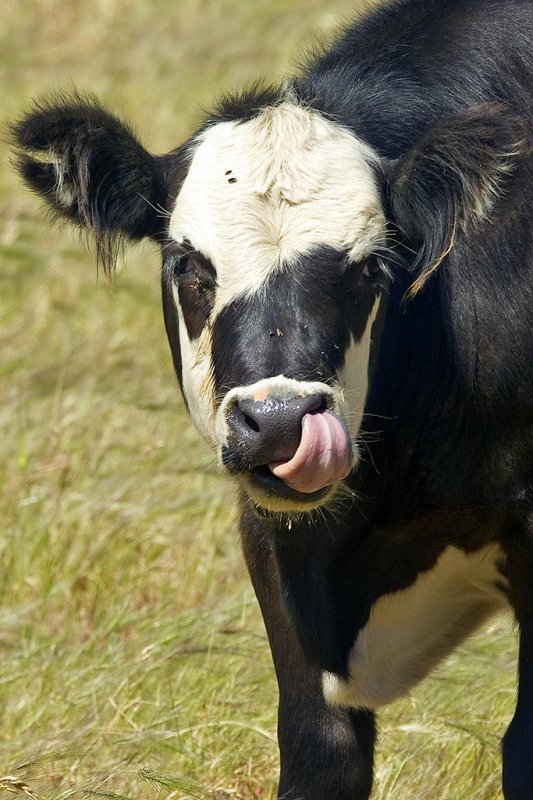 5/28/2012  Cow