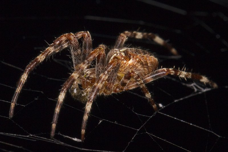 6/1/2012  Spider