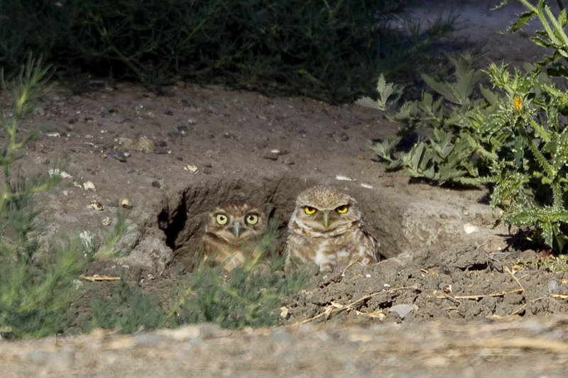 7/3/2012  Burrowing Owls