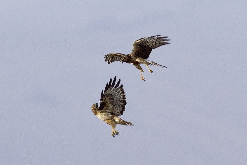 7/13/2012  Red Tailed Hawk and Harrier