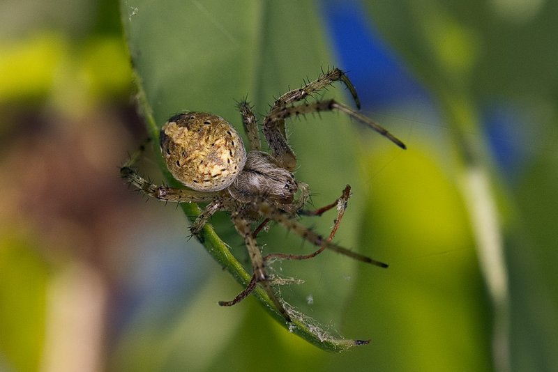 7/29/2012  Spider