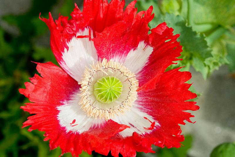 Papaver somniferum 'Danebrog'  5/27/2006