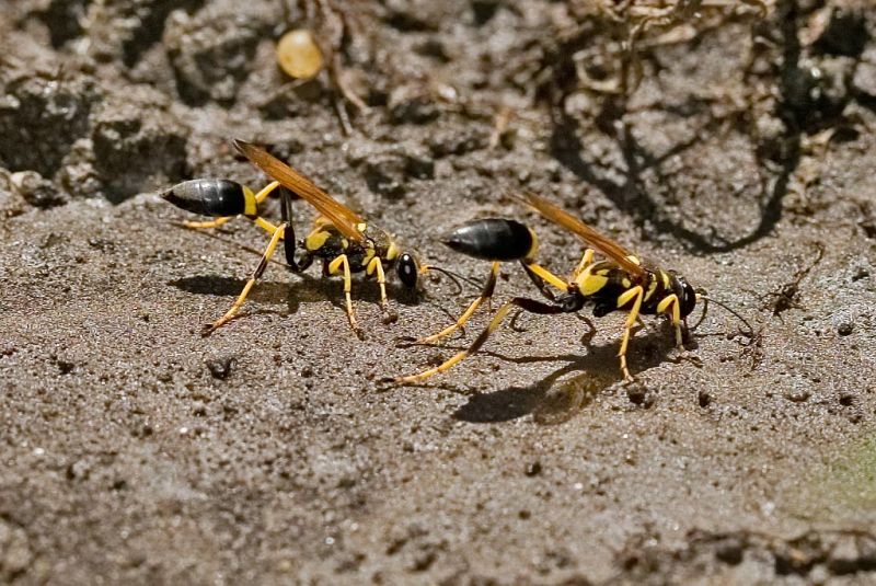 Black and Yellow Mud Dauber Wasps  6/21/2006