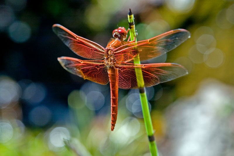 Dragonfly  6/22/2006