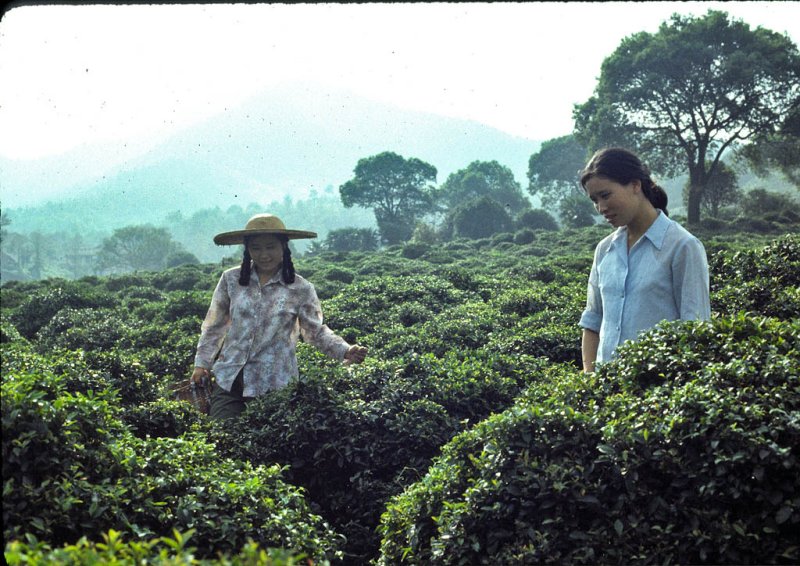 Mei Jia Wu Tea Production Brigade, Hangzhou, China