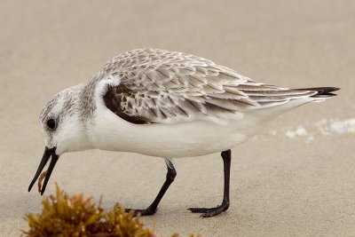 2/8/2012  Sanderling