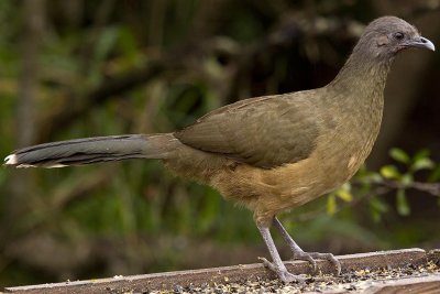 Chachalaca