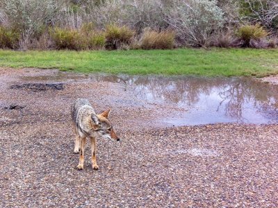 Coyote